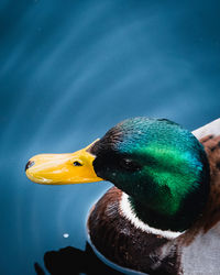 Male duck on water