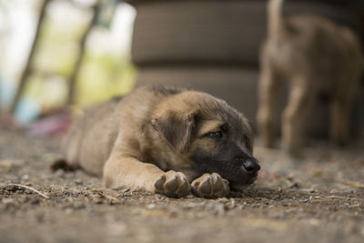 Close-up of puppy resting on footpath