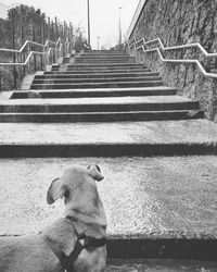 View of dog on staircase