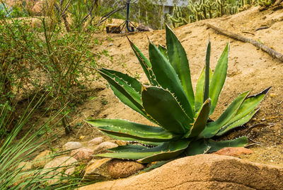 Close-up of succulent plant on field