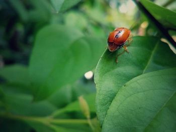 Close-up of ladybug on leaf