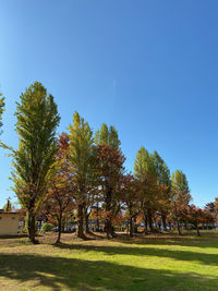 Trees on field against clear blue sky