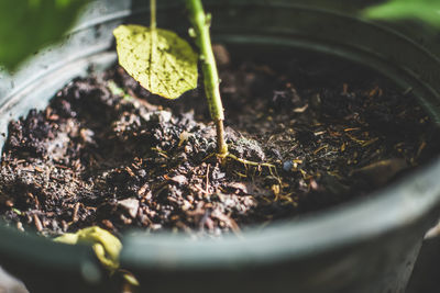 Close-up of potted plant