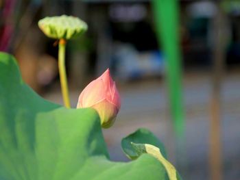 Close-up of flowering plant