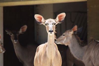 Close-up portrait 