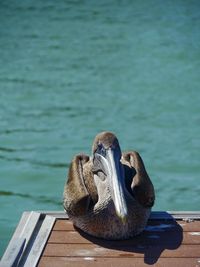 Close-up of bird on pier over lake