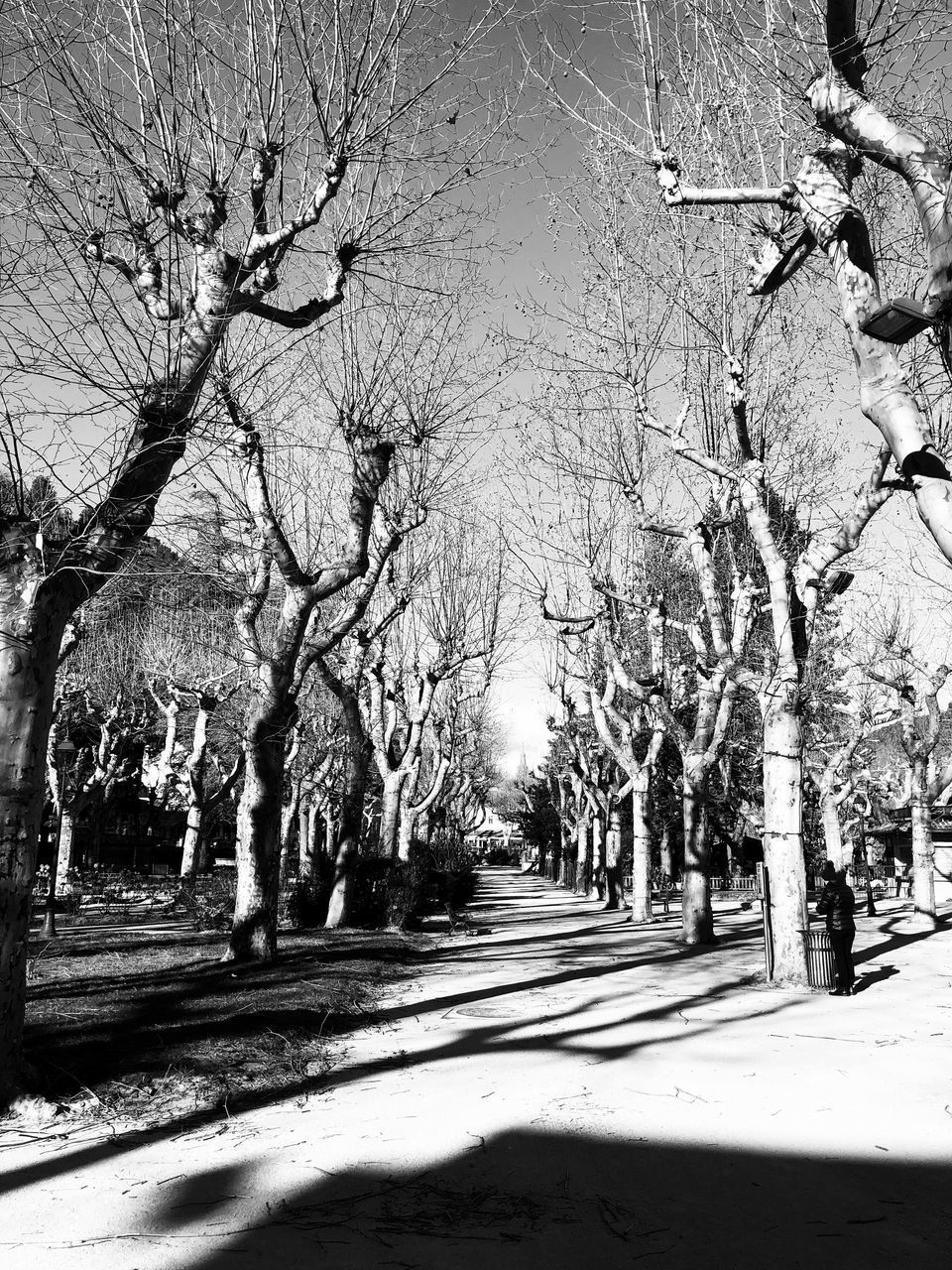 BARE TREES BY FOOTPATH