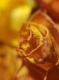 Close-up of yellow rose flower