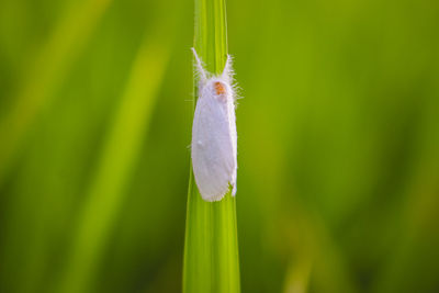 Close-up of insect on flower