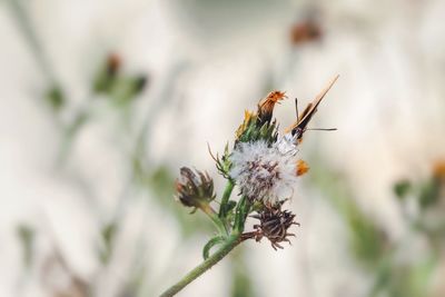 Close-up of insect on flower