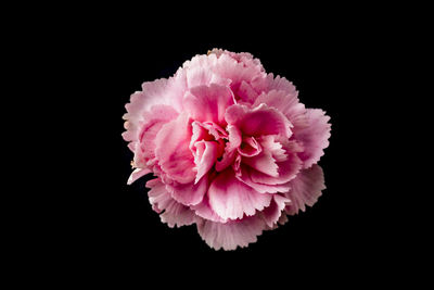 Close-up of pink rose against black background