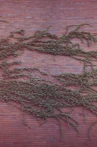 Full frame shot of plants on brick wall