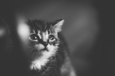 Close-up portrait of cat