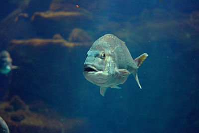 Fish swimming in sea