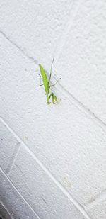 Close-up of insect on wall