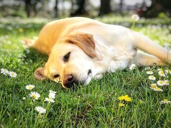 Dog lying on grassy field