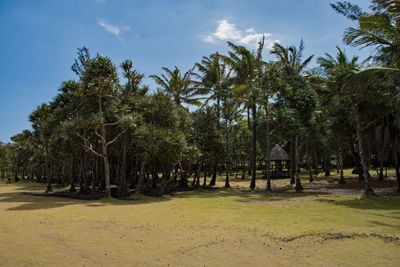 Trees on field against sky