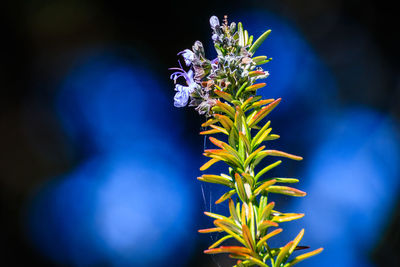 Close-up of purple flowering plant