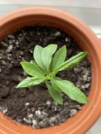 High angle view of potted plant