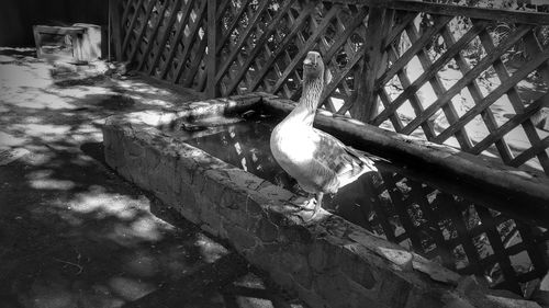 Low angle view of bird perching on railing against wall