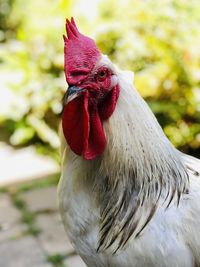 Close-up of rooster