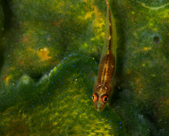 Close-up of fish swimming in sea