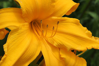 Close-up of yellow flower