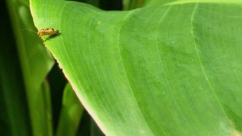 Close-up of insect on leaf