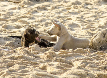 View of dogs on beach