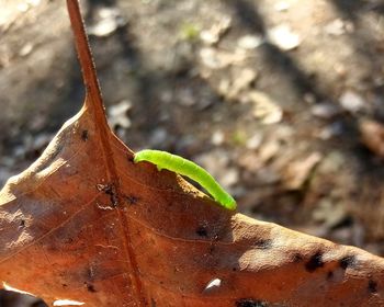 Close-up of plant