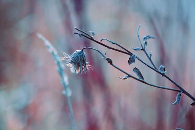 Close-up of wilted plant