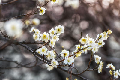 Prunus mume flower or also called maehwa in korean blossoming in spring