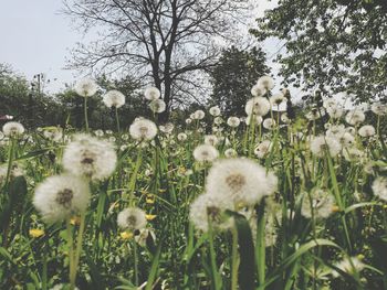 Close-up of flowers growing in field