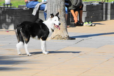 Low section of dog on footpath in city