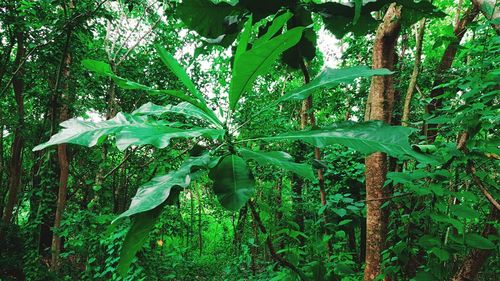 Plants growing on tree trunk