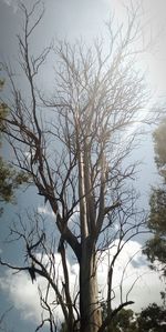 Low angle view of bare tree against sky