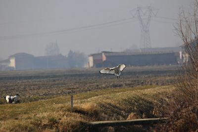 View of birds on field