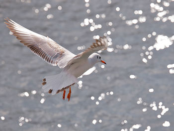 Close-up of swans flying over lake