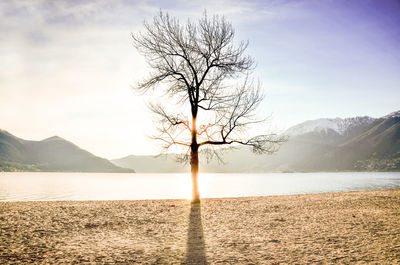 Bare tree on landscape against the sky