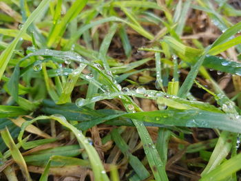 Close-up of wet grass