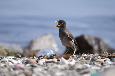 Close-up of bird perching on shore