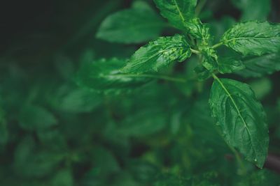 Close-up of fresh green leaves