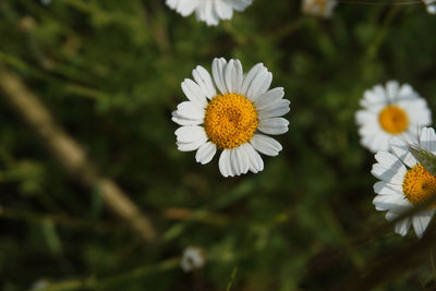 Close-up of white daisy