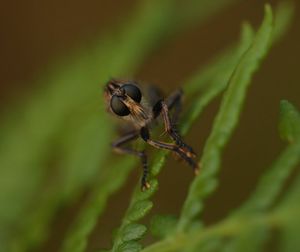 Close-up of insect on flower