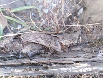 High angle view of lizard on field