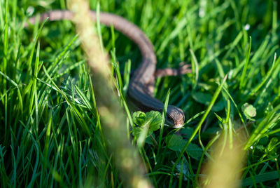 Close-up of a lizard on grass