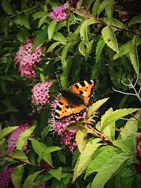 Close-up of butterfly pollinating on plant