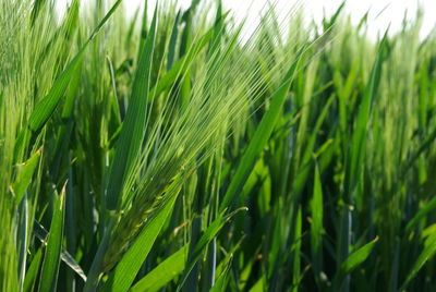 Close-up of wheat growing on field