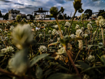 Close-up of flowering plants on field