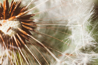 Close-up of dandelion on plant